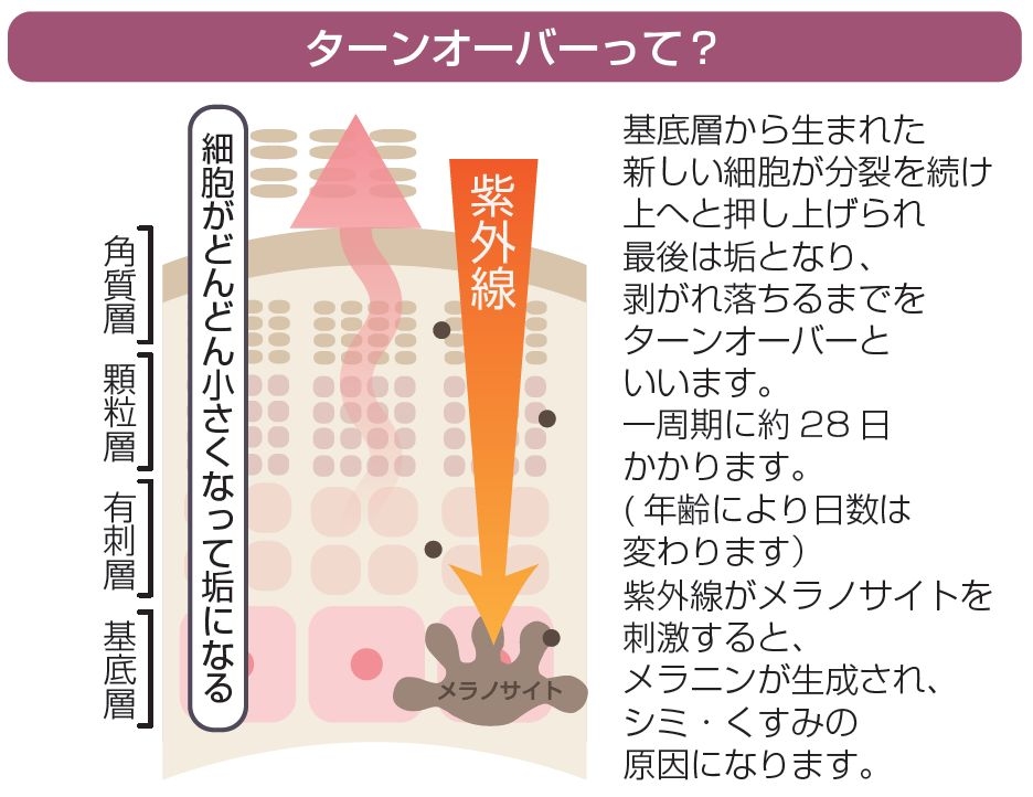 ターンオーバーとは