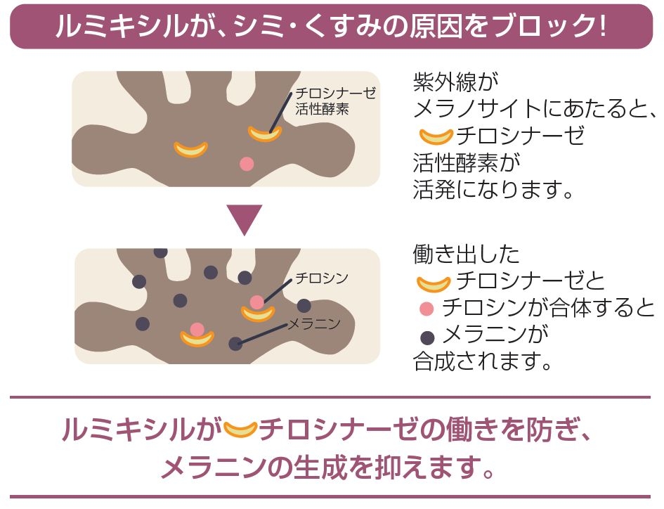 チロシナーゼの働き